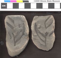 Small image of specimen