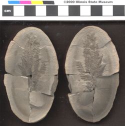 Small image of specimen
