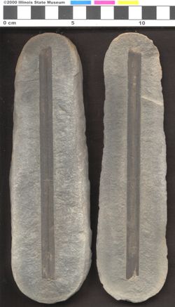 Small image of specimen