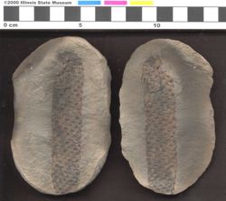 Small image of specimen