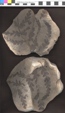 Small image of specimen