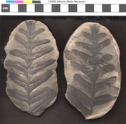 Small image of specimen
