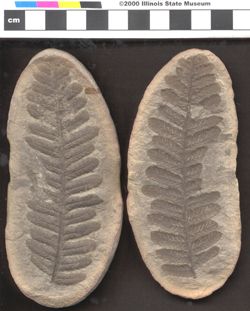 Small image of specimen
