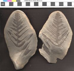 Small image of specimen