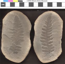 Small image of specimen