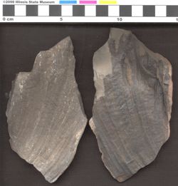 Small image of specimen