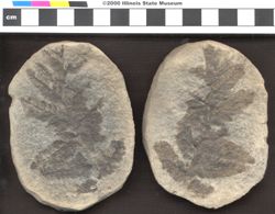 Small image of specimen