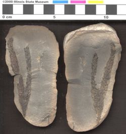 Small image of specimen