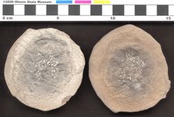Small image of specimen