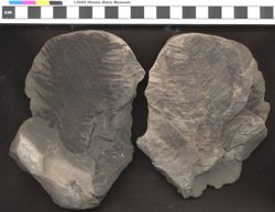 Small image of specimen
