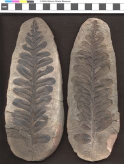 Small image of specimen