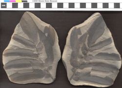 Small image of specimen