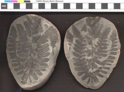 Small image of specimen