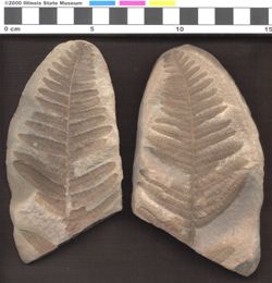 Small image of specimen