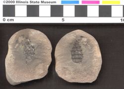 Small image of specimen