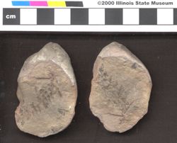 Small image of specimen