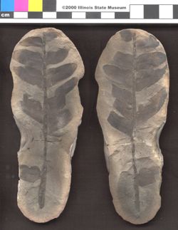 Small image of specimen