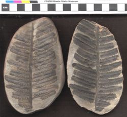 Small image of specimen