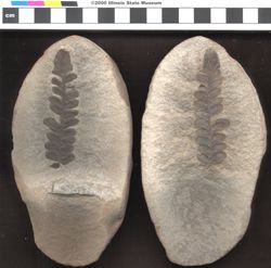 Small image of specimen