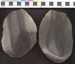 Small image of specimen