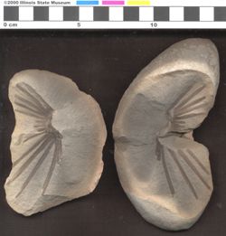 Small image of specimen