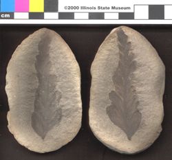 Small image of specimen