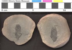 Small image of specimen