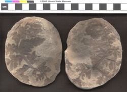 Small image of specimen