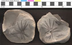 Small image of specimen