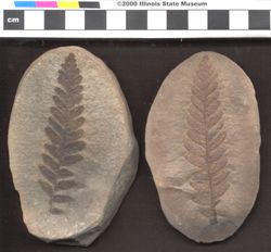 Small image of specimen