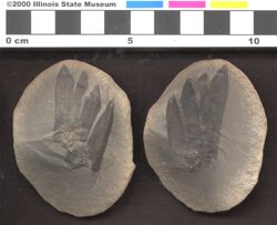 Small image of specimen