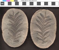 Small image of specimen
