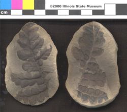 Small image of specimen