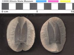 Small image of specimen