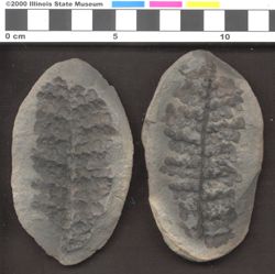 Small image of specimen