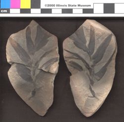 Small image of specimen