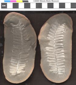 Small image of specimen