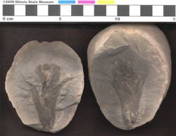 Small image of specimen