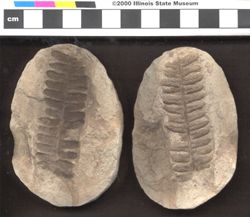 Small image of specimen