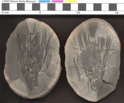 Small image of specimen