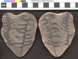 Small image of specimen