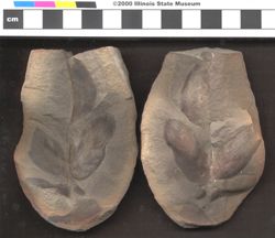 Small image of specimen