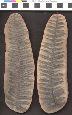 Small image of specimen
