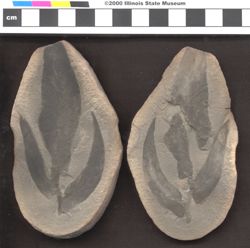 Small image of specimen