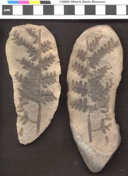 Small image of specimen