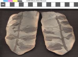 Small image of specimen