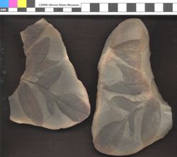 Small image of specimen