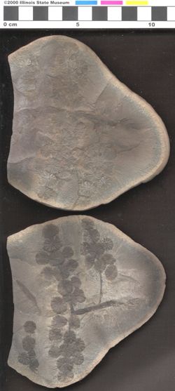 Small image of specimen