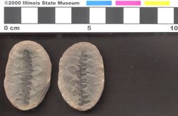 Small image of specimen