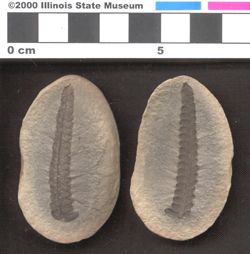Small image of specimen